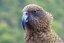 NOVÝ ZÉLAND - MILFORD SOUND, VYHLÍDKOVÉ PLAVBY|Nový Zéland pro skupiny