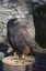 Programy s ukázkami dravých ptáků - sokolnictví s výkladem|Valašské království pro skupiny