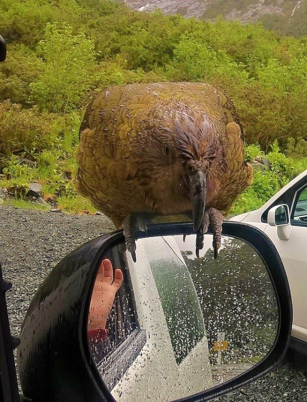 NOVÝ ZÉLAND - MILFORD SOUND, VYHLÍDKOVÉ PLAVBY|Nový Zéland pro skupiny