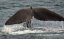 NOVÝ ZÉLAND - Vyhlídkové plavby za velrybami KAIKOURA |Nový Zéland pro skupiny