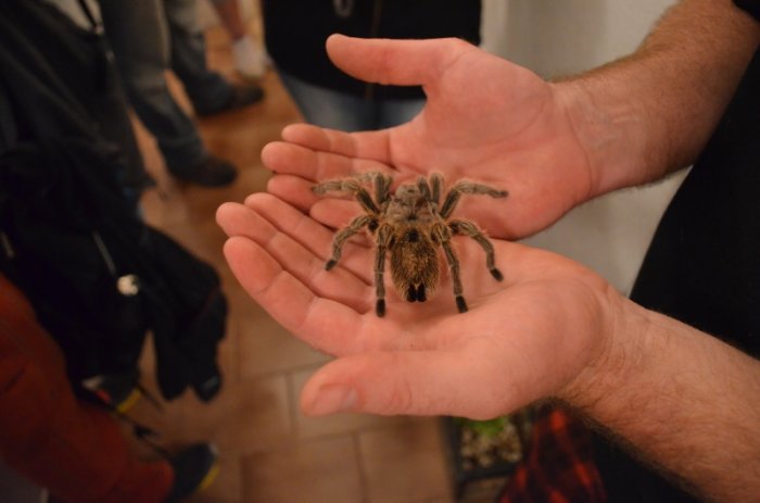 Honba za Štramberským pokladem|Valašské království pro skupiny