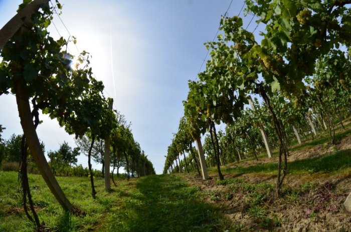 Cesty nejen za vínem do Svobodné republiky Kraví hora|Česko a Morava pro jednotlivce