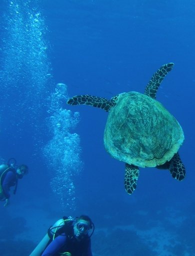 Potápění - základní kurz Open Water Diver|Česko a Morava pro skupiny a firmy