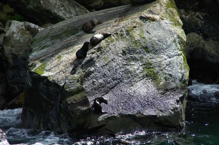 NOVÝ ZÉLAND - MILFORD SOUND, VYHLÍDKOVÉ PLAVBY|Nový Zéland pro skupiny
