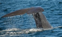 NOVÝ ZÉLAND - Vyhlídkové plavby za velrybami KAIKOURA |Nový Zéland pro skupiny